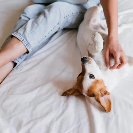 Alcocebre Hotel Alcossebre